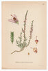 1926 Common Heather, Ling (Calluna vulgaris) Lindman antique botanical print, plate 147