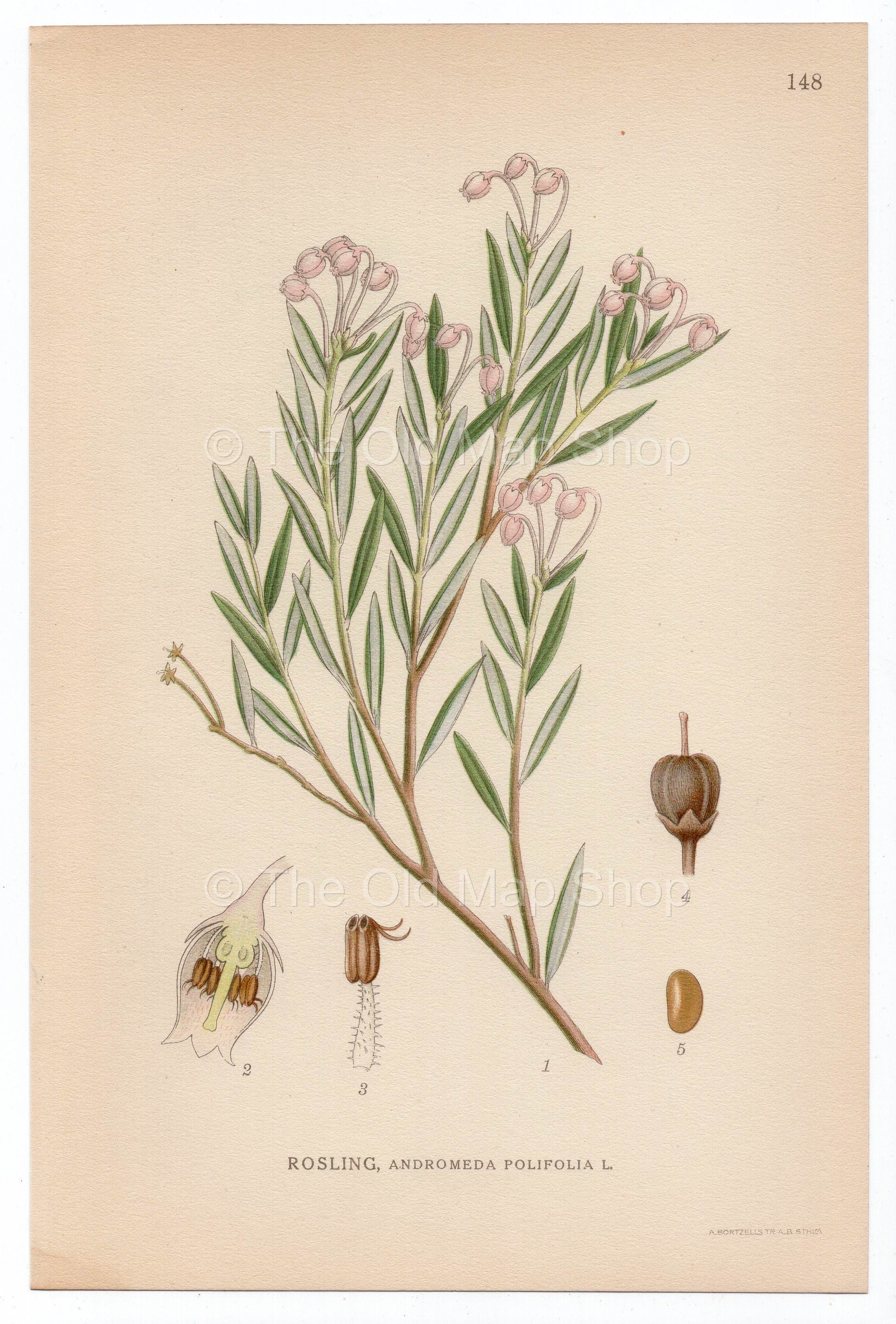 1926 Bog-rosemary (Andromeda polifolia) Lindman antique botanical print, plate 148