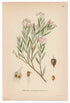 1926 Bog-rosemary (Andromeda polifolia) Lindman antique botanical print, plate 148