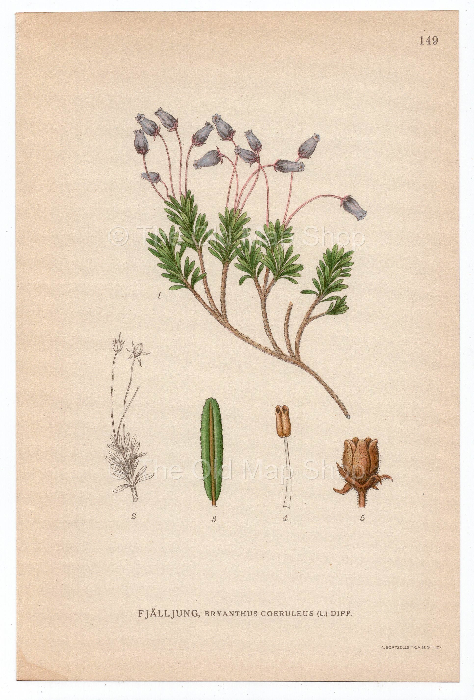 1926 Blue Heath, Blue Mountainheath (Bryanthus coeruleus) Lindman antique botanical print, plate 149