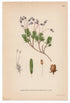 1926 Blue Heath, Blue Mountainheath (Bryanthus coeruleus) Lindman antique botanical print, plate 149