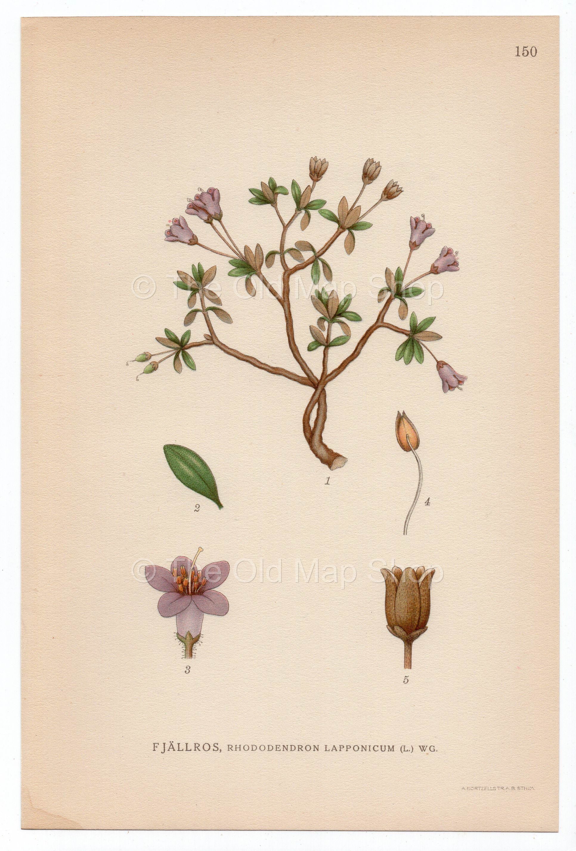 1926 Lapland Rosebay (Rhododendron lapponicum) Lindman antique botanical print, plate 150