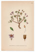 1926 Lapland Rosebay (Rhododendron lapponicum) Lindman antique botanical print, plate 150