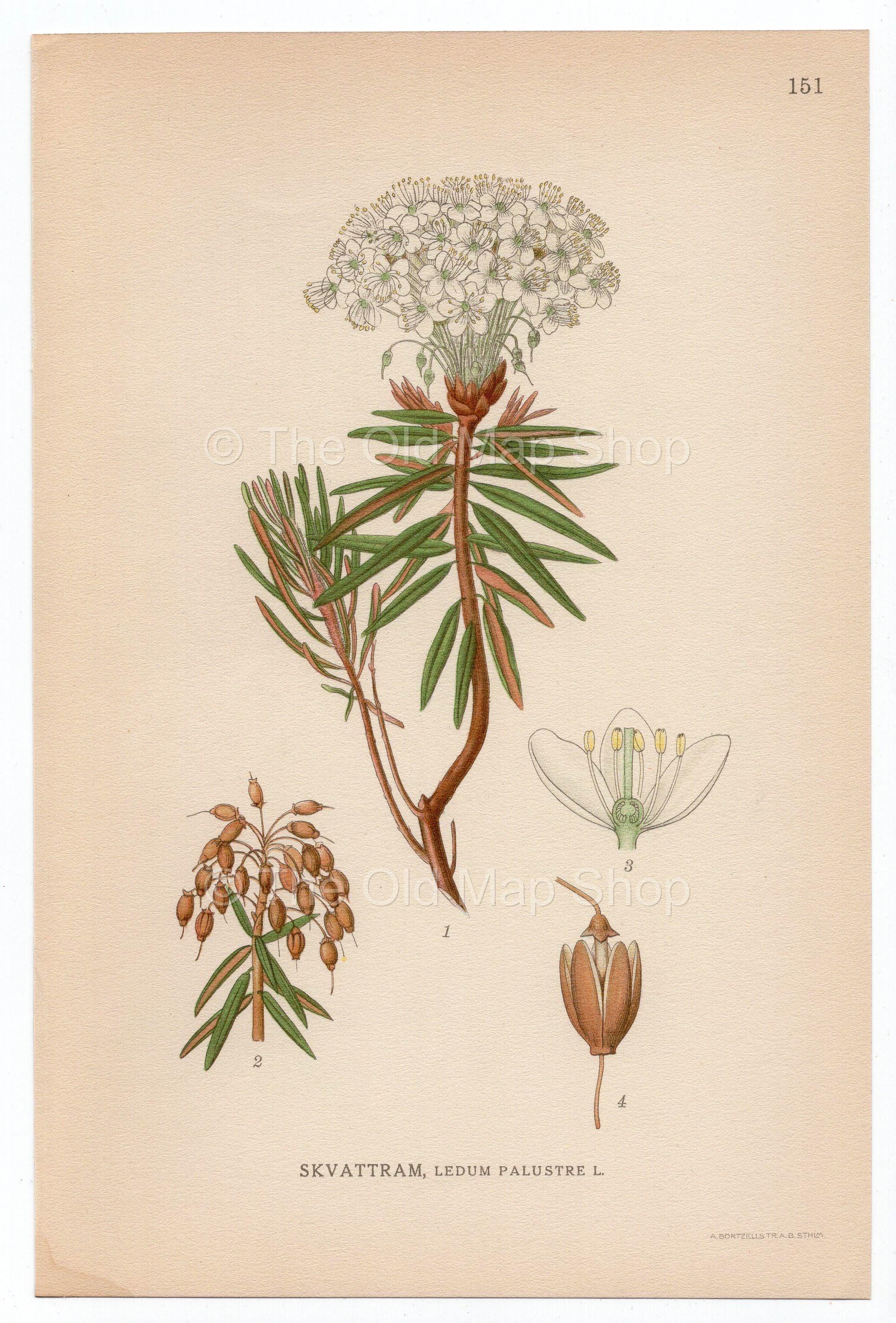 1926 Marsh Tea, Wild Rosemary (Ledum palustre) Lindman antique botanical print, plate 151