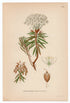 1926 Marsh Tea, Wild Rosemary (Ledum palustre) Lindman antique botanical print, plate 151