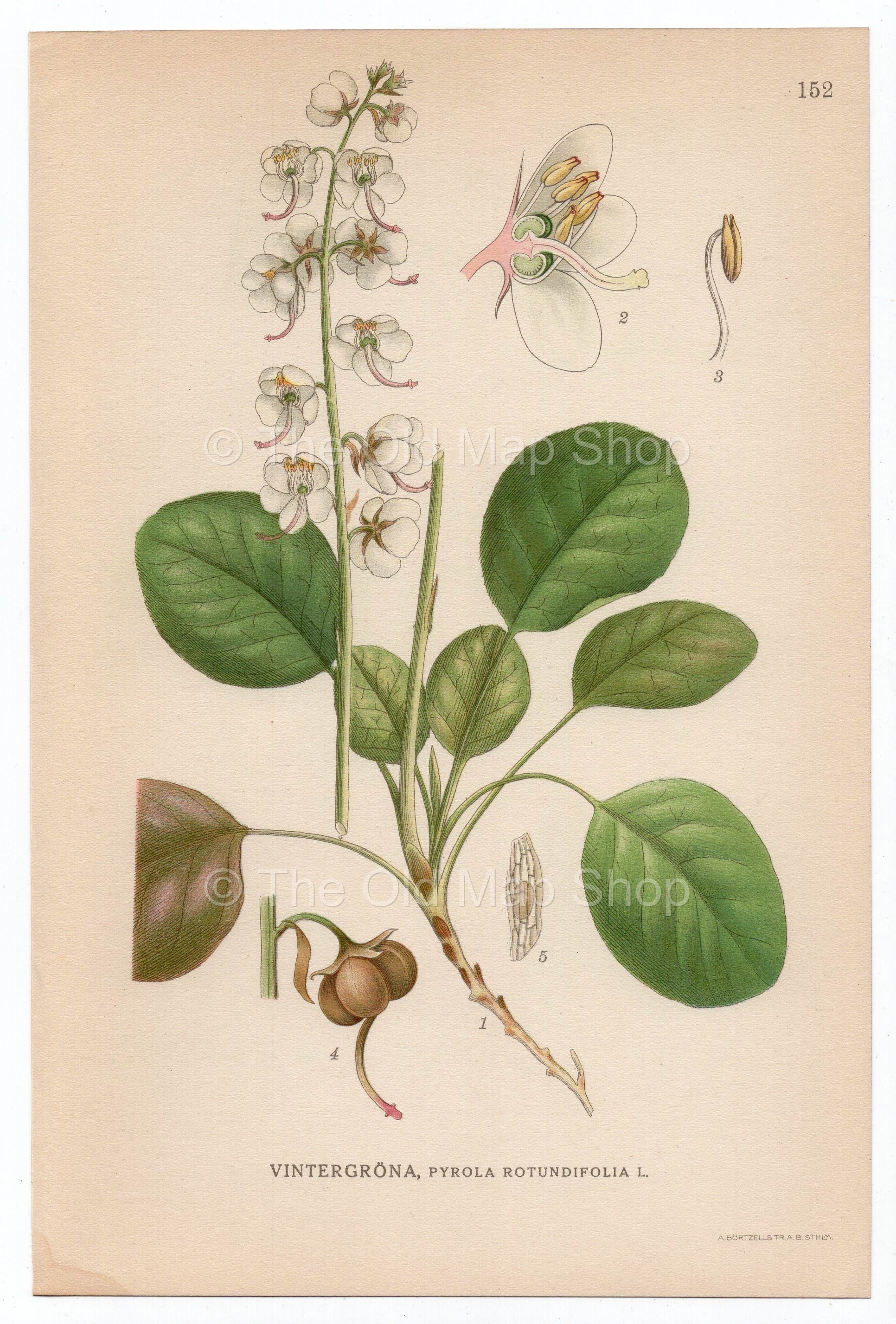 1926 Round-leaved Wintergreen (Pyrola rotundifolia) Lindman antique botanical print, plate 152