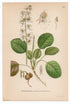 1926 Round-leaved Wintergreen (Pyrola rotundifolia) Lindman antique botanical print, plate 152