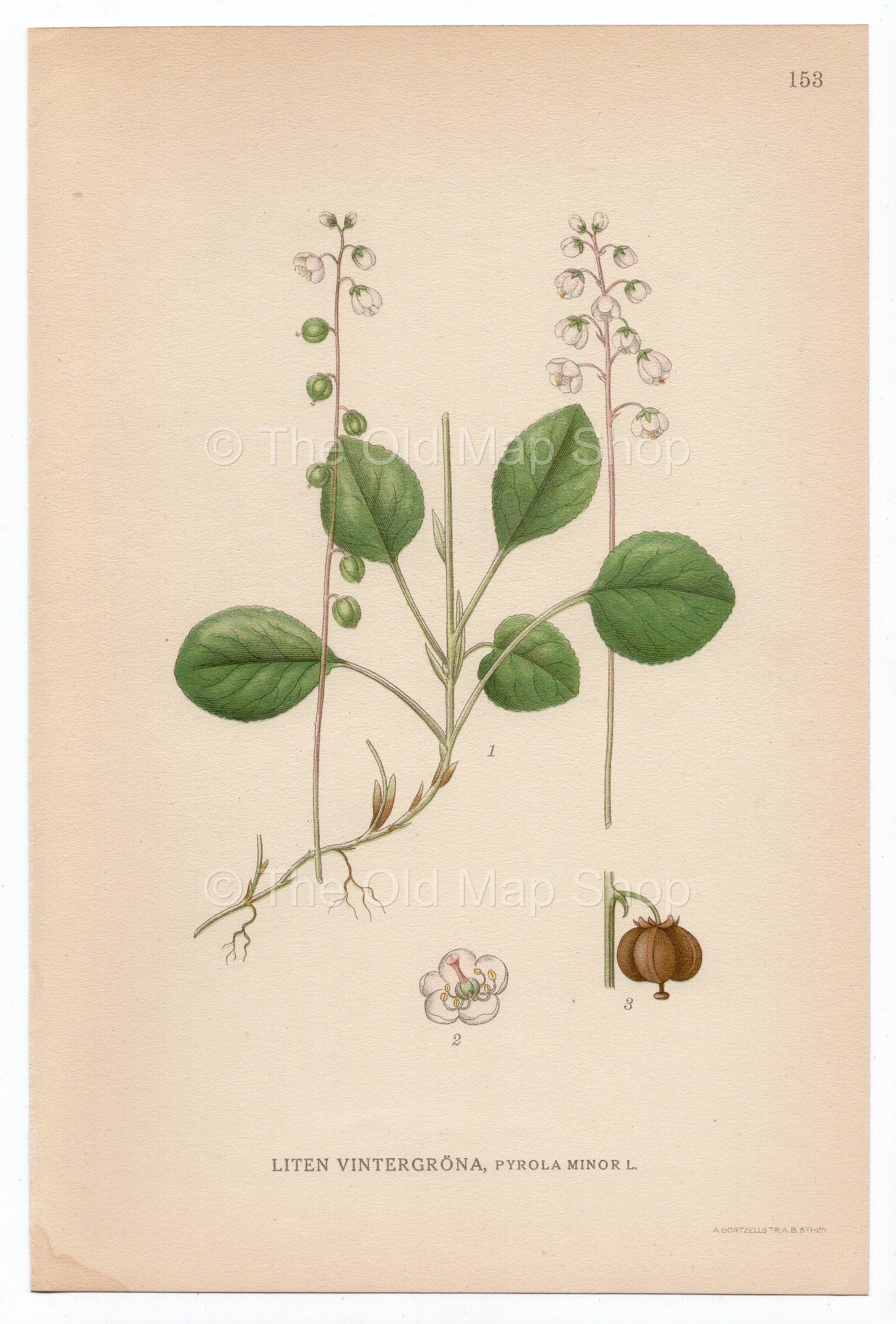 1926 Snowline Wintergreen, Lesser Wintergreen (Pyrola Minor) Lindman antique botanical print, plate 153
