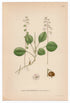 1926 Snowline Wintergreen, Lesser Wintergreen (Pyrola Minor) Lindman antique botanical print, plate 153