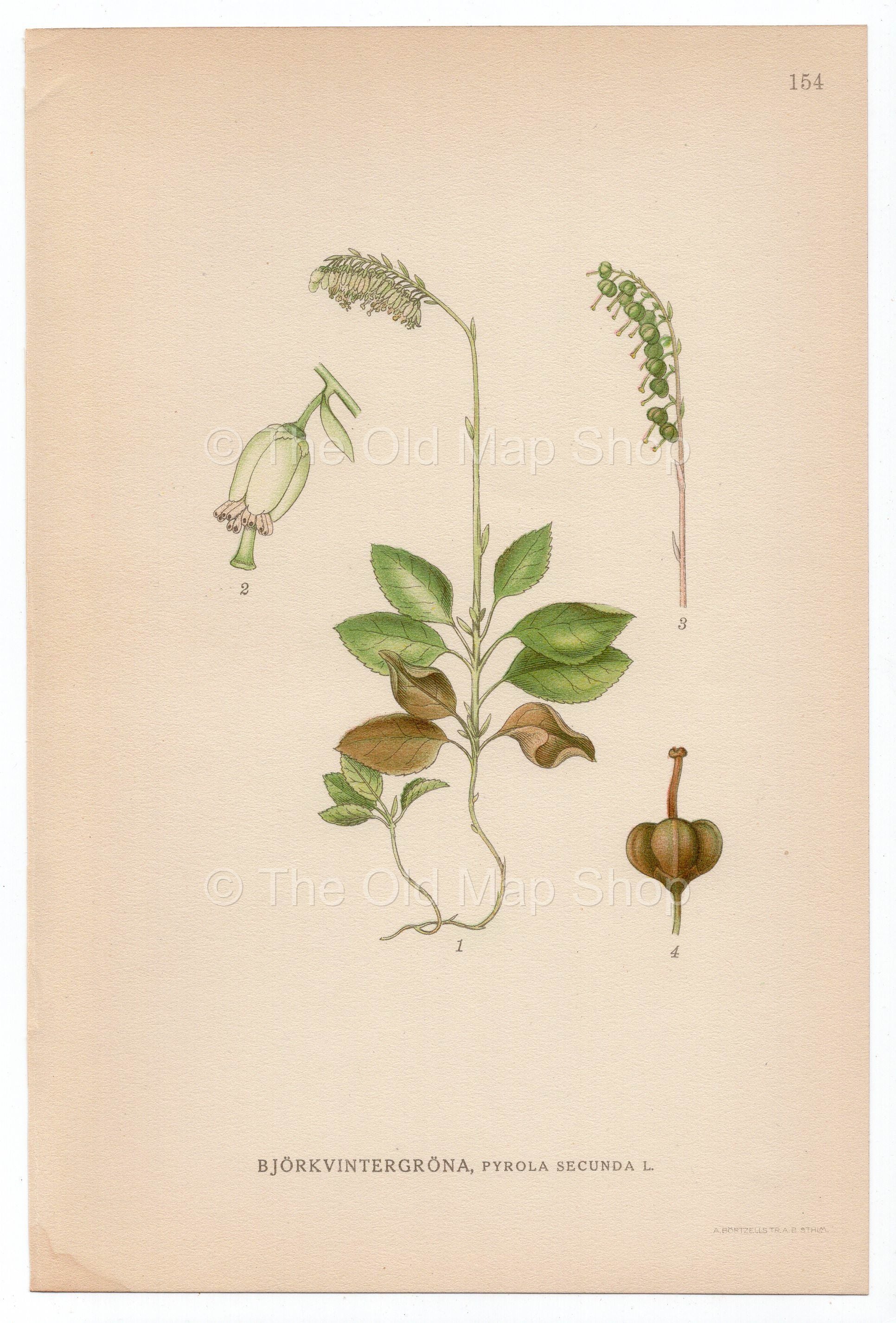1926 Sidebells Wintergreen (Pyrola minor) Lindman antique botanical print, plate 154