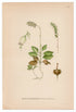 1926 Sidebells Wintergreen (Pyrola minor) Lindman antique botanical print, plate 154
