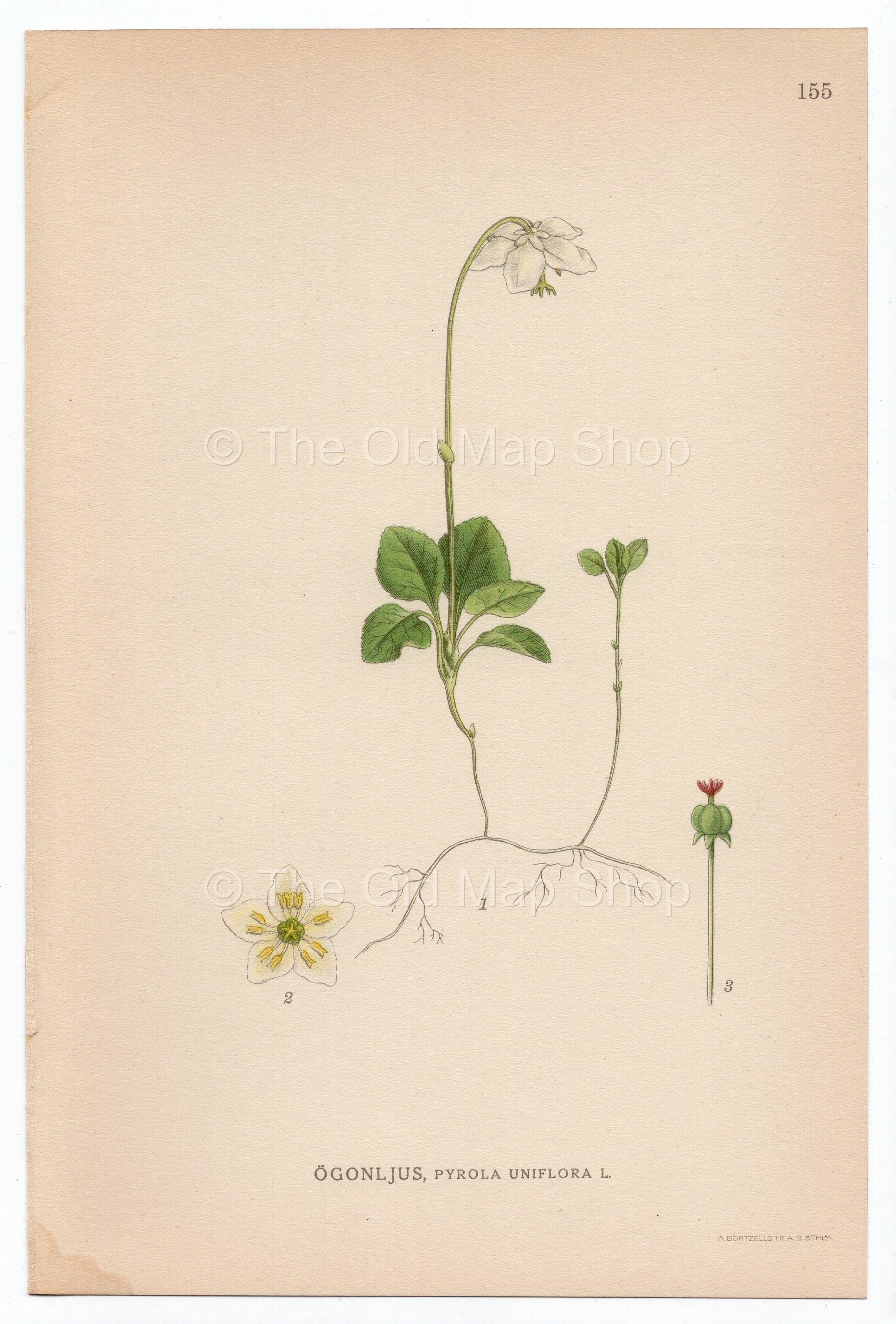 1926 Moneses Uniflora, One-flowered Wintergreen (Pyrola Uniflora) Lindman antique botanical print, plate 155