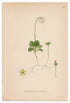 1926 Moneses Uniflora, One-flowered Wintergreen (Pyrola Uniflora) Lindman antique botanical print, plate 155