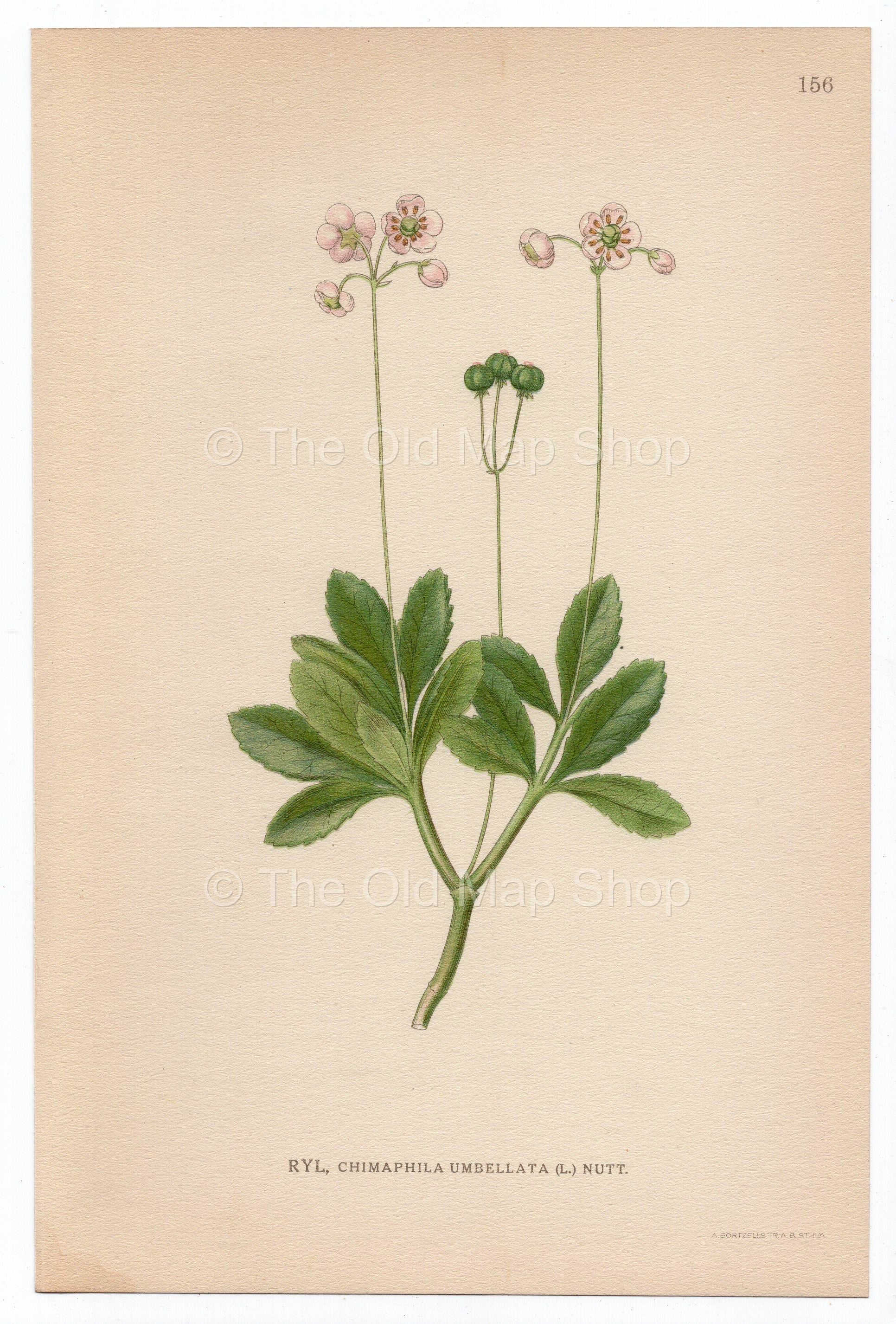 1926 Umbellate Wintergreen, Pipsissewa (Chimaphila Umbellata) Lindman antique botanical print, plate 156