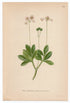 1926 Umbellate Wintergreen, Pipsissewa (Chimaphila Umbellata) Lindman antique botanical print, plate 156