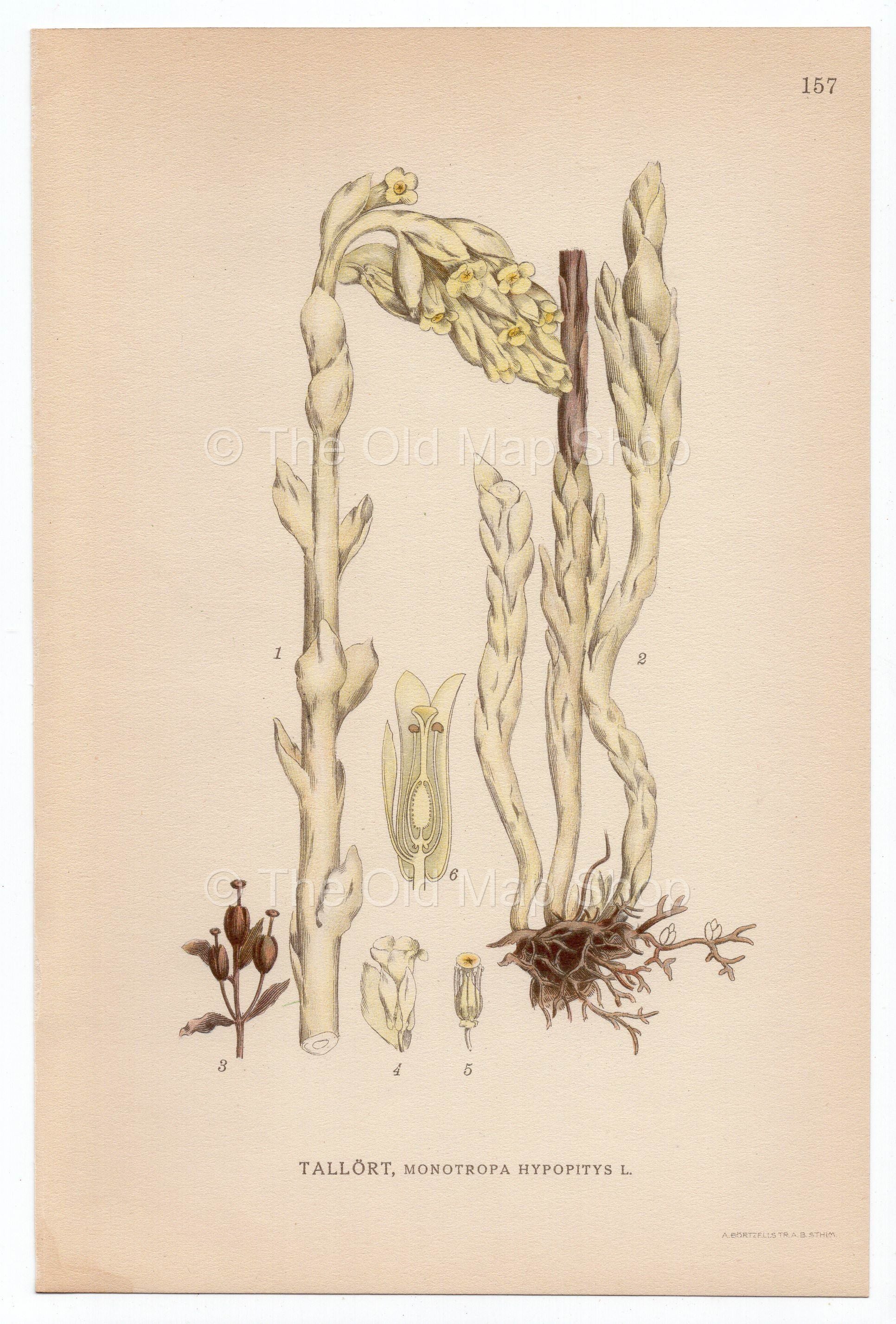 1926 Dutchman's Pipe, False Beech-drops (Monotropa Hypopitys) Lindman antique botanical print, plate 157