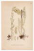 1926 Dutchman's Pipe, False Beech-drops (Monotropa Hypopitys) Lindman antique botanical print, plate 157