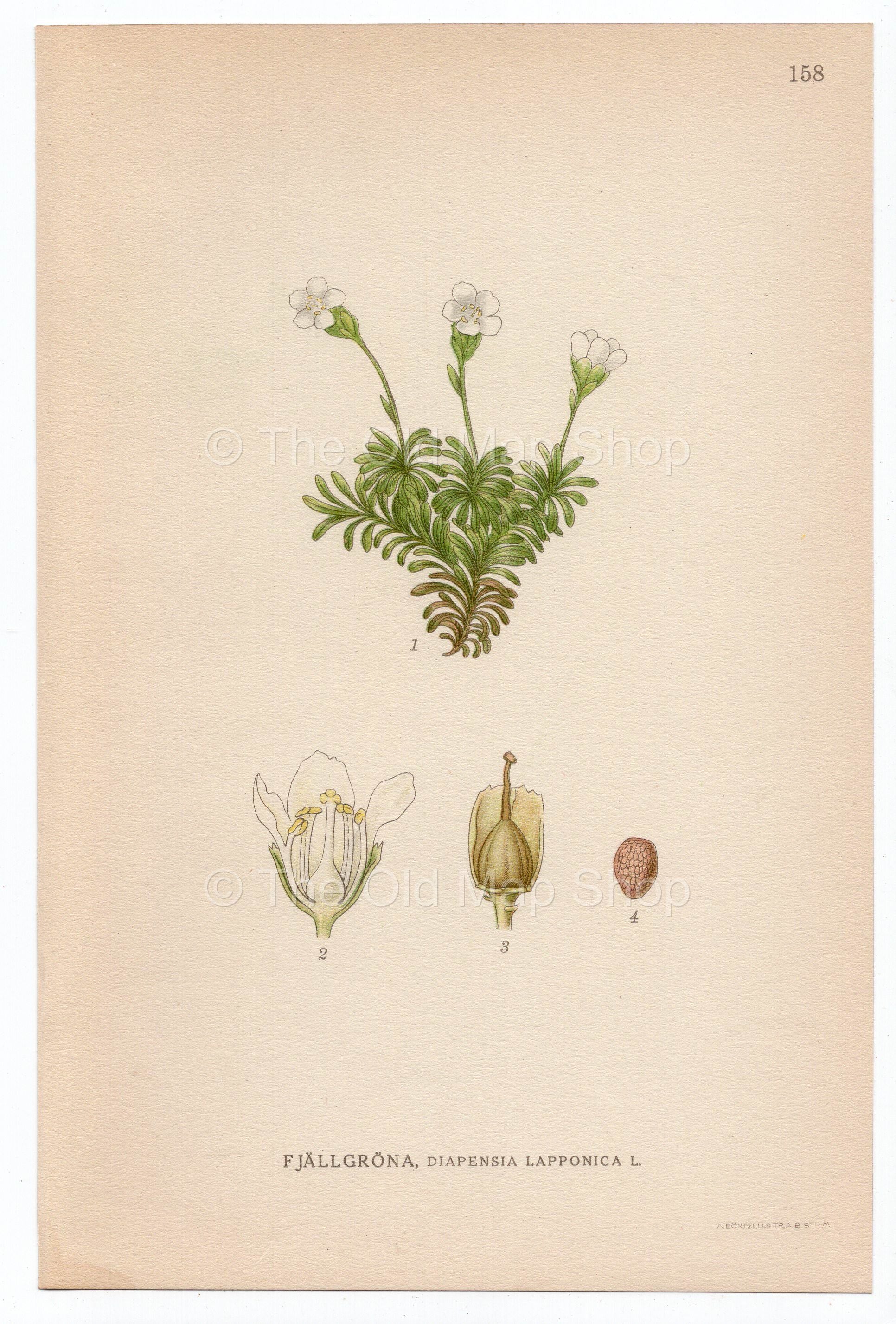 1926 Pincushion Plant (Diapensia lapponica) Lindman antique botanical print, plate 158