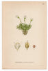 1926 Pincushion Plant (Diapensia lapponica) Lindman antique botanical print, plate 158