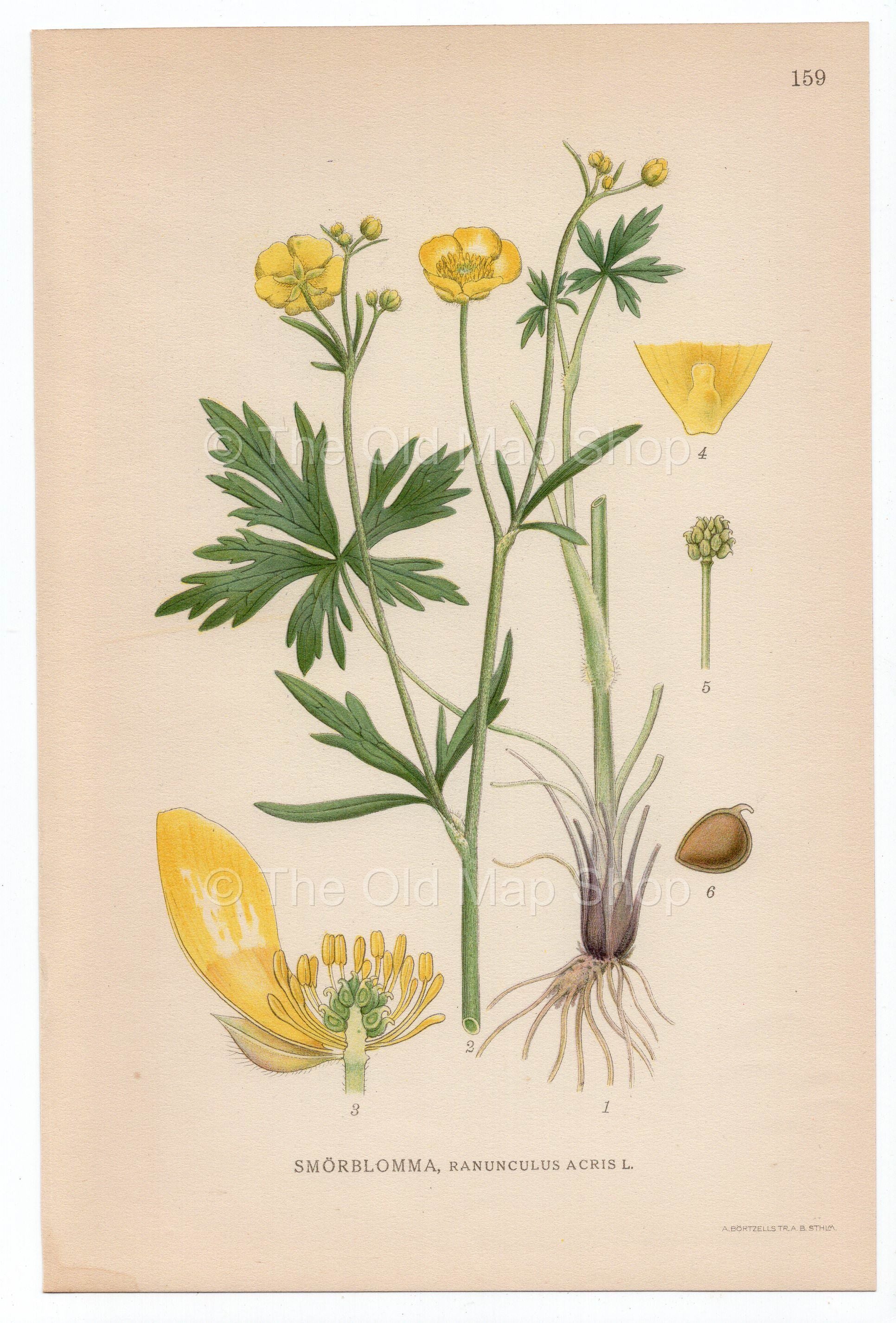 1926 Meadow Buttercup, Tall Buttercup (Ranunculus Acris) Lindman antique botanical print, plate 159