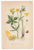 1926 Meadow Buttercup, Tall Buttercup (Ranunculus Acris) Lindman antique botanical print, plate 159