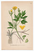 1926 Creeping Buttercup (Ranunculus repens) Lindman antique botanical print, plate 160