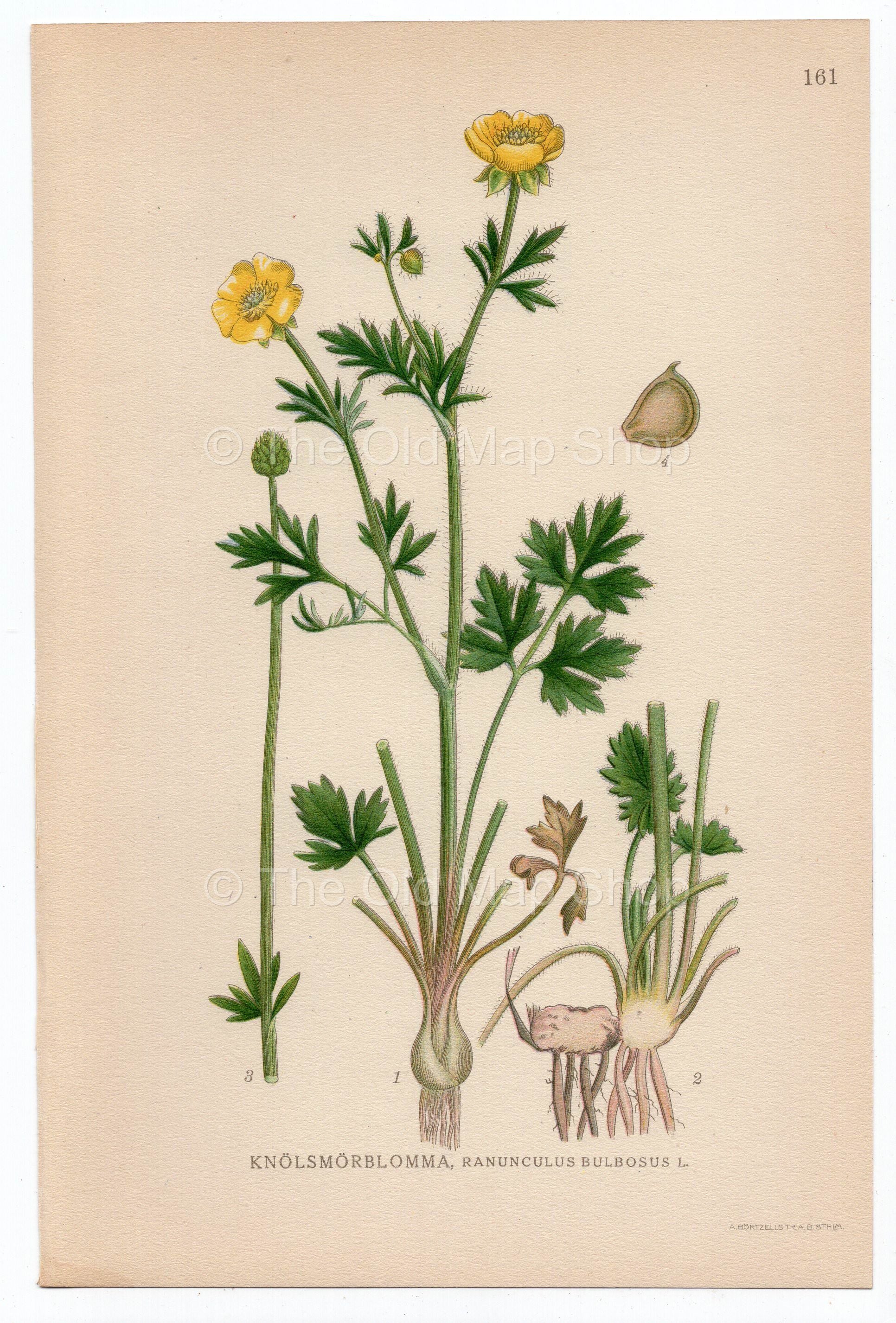 1926 St. Anthony's Turnip, Bulbous Buttercup (Ranunculus bulbosus) Lindman antique botanical print, plate 161