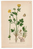 1926 St. Anthony's Turnip, Bulbous Buttercup (Ranunculus bulbosus) Lindman antique botanical print, plate 161