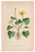 1926 Ficaria Verna, Lesser Celandine, Pilewort (Ranunculus Ficaria) Lindman antique botanical print, plate 162