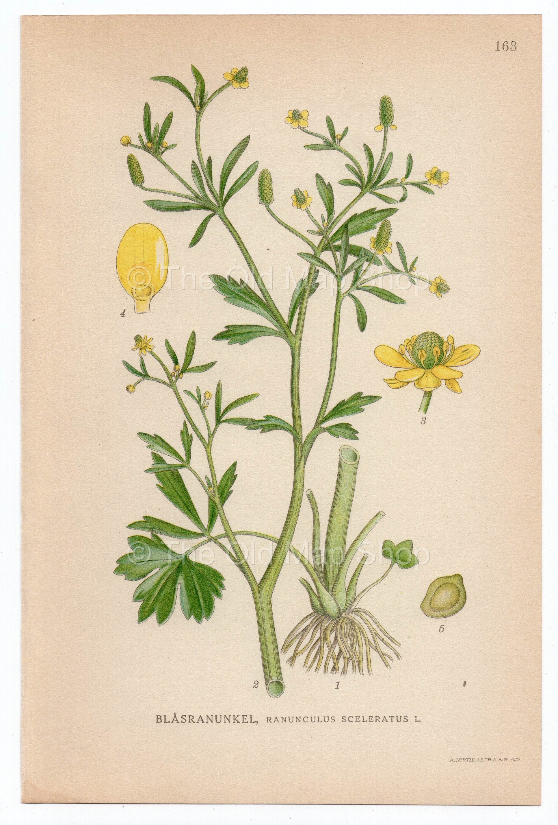 1926 Celery-leaved Buttercup, Cursed Buttercup (Ranunculus sceleratus) Lindman antique botanical print, plate 163