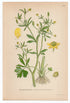 1926 Celery-leaved Buttercup, Cursed Buttercup (Ranunculus sceleratus) Lindman antique botanical print, plate 163