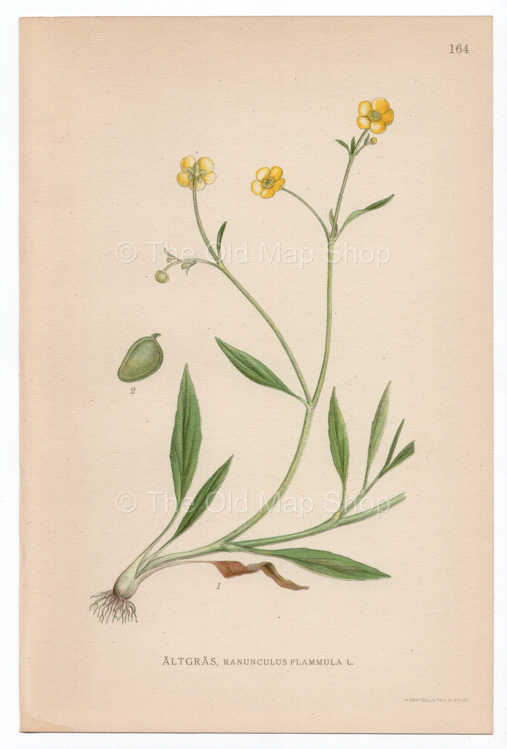 1926 Lesser Spearwort (Ranunculus flammula) Lindman antique botanical print, plate 164