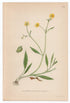 1926 Lesser Spearwort (Ranunculus flammula) Lindman antique botanical print, plate 164