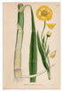 1926 Greater Spearwort, Water Spearwort (Ranunculus lingua) Lindman antique botanical print, plate 165