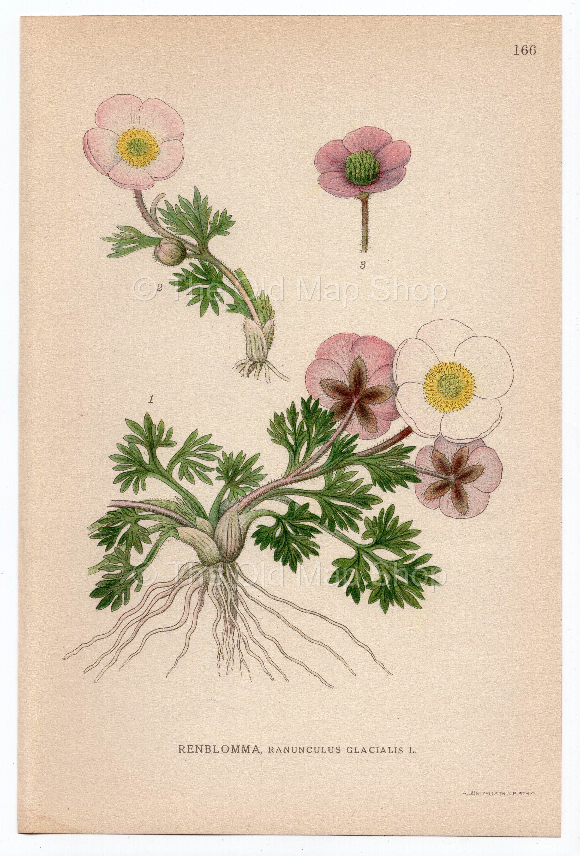 1926 Glacier Buttercup, Glacier Crowfoot (Ranunculus Glacialis) Lindman antique botanical print, plate 166