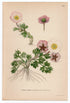 1926 Glacier Buttercup, Glacier Crowfoot (Ranunculus Glacialis) Lindman antique botanical print, plate 166