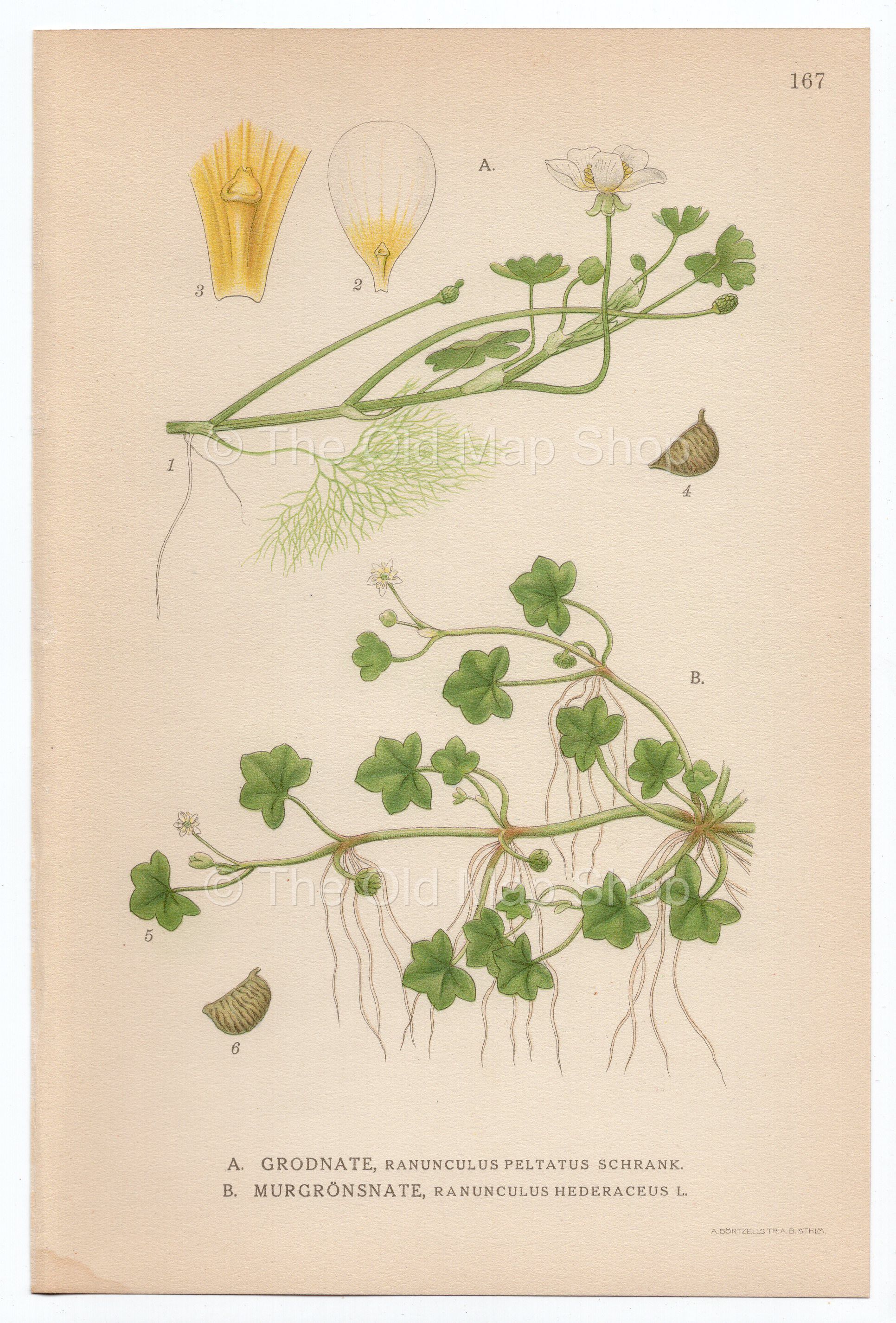 1926 Pond Water-crowfoot, Ivy-Leaved Crowfoot (Ranunculus peltatus & hederaceus) Lindman antique botanical print, plate 167