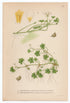 1926 Pond Water-crowfoot, Ivy-Leaved Crowfoot (Ranunculus peltatus & hederaceus) Lindman antique botanical print, plate 167