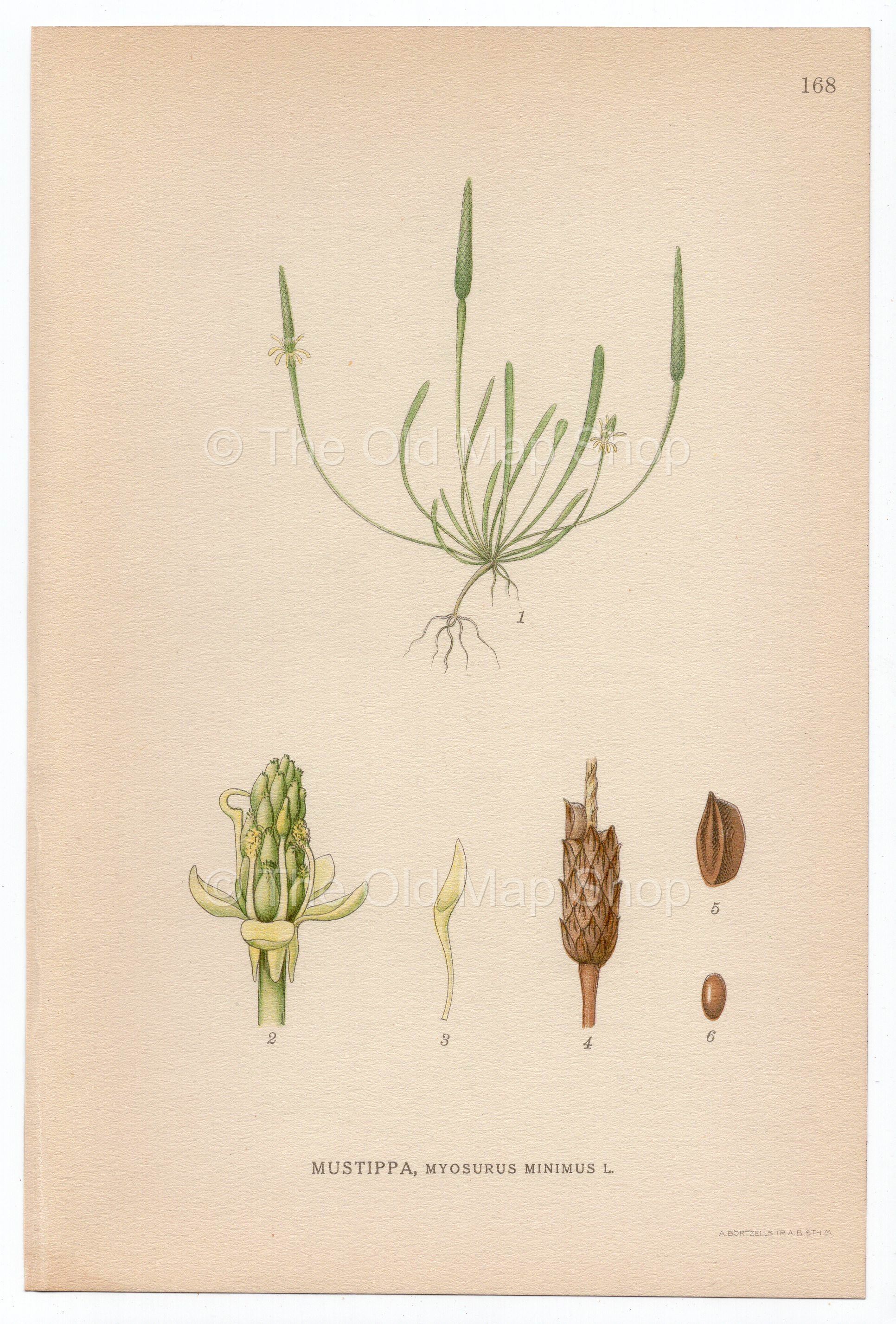 1926 Tiny Mousetail, Mousetail (Myosurus minimus) Lindman antique botanical print, plate 168
