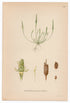 1926 Tiny Mousetail, Mousetail (Myosurus minimus) Lindman antique botanical print, plate 168