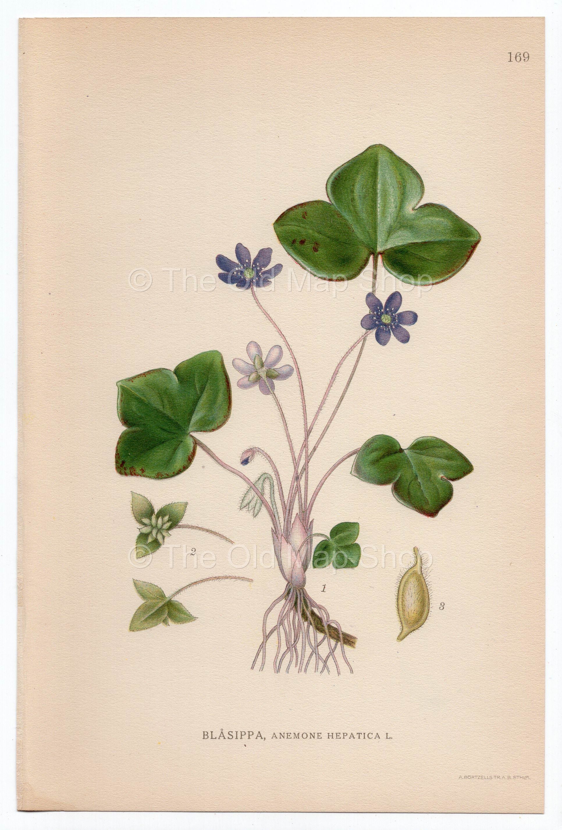 1926 Liverwort, Kidneywort, Pennywort (Anemone Hepatica) Lindman antique botanical print, plate 169