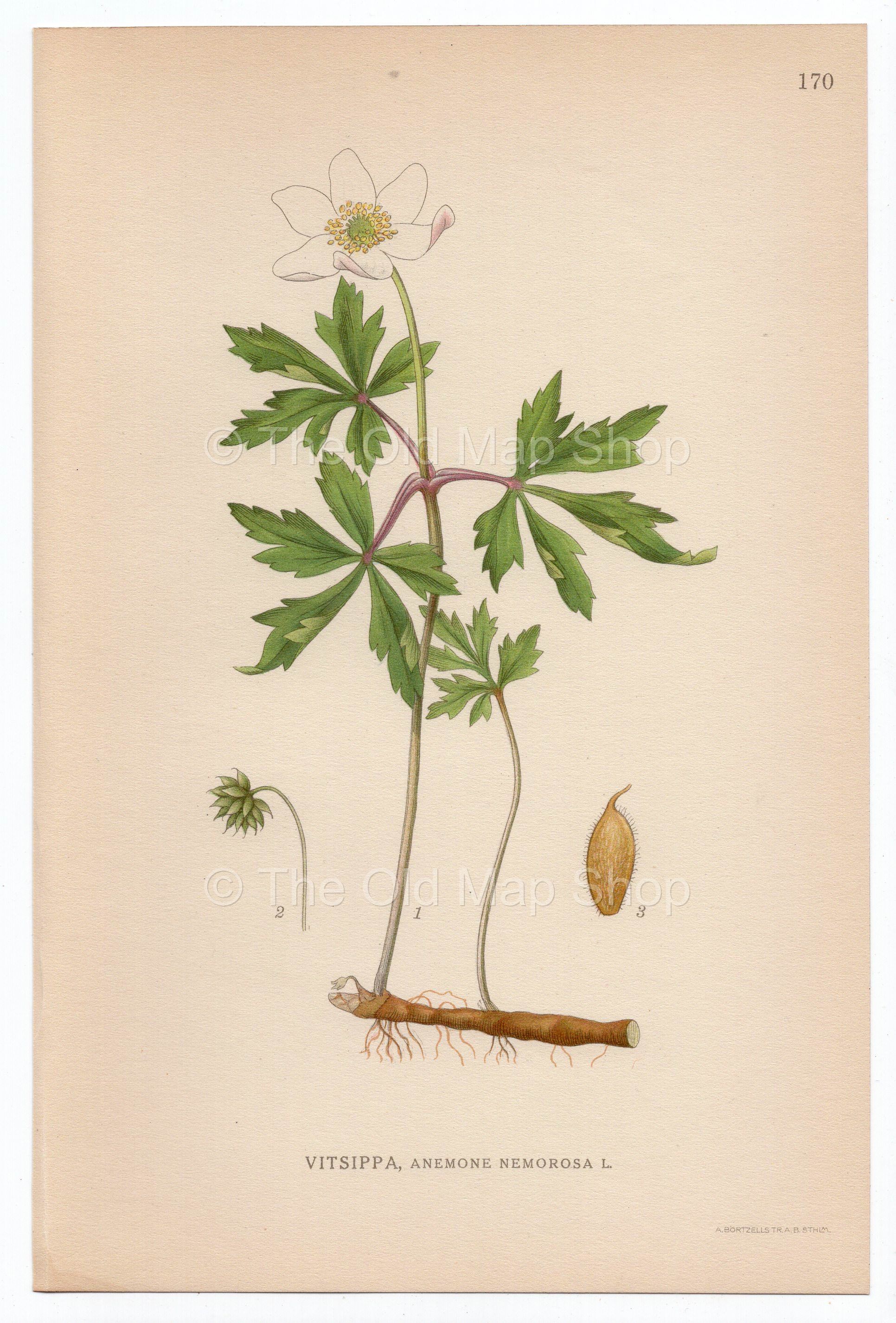 1926 Wood Anemone, Windflower, Thimbleweed (Anemone nemorosa) Lindman antique botanical print, plate 170