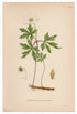 1926 Wood Anemone, Windflower, Thimbleweed (Anemone nemorosa) Lindman antique botanical print, plate 170