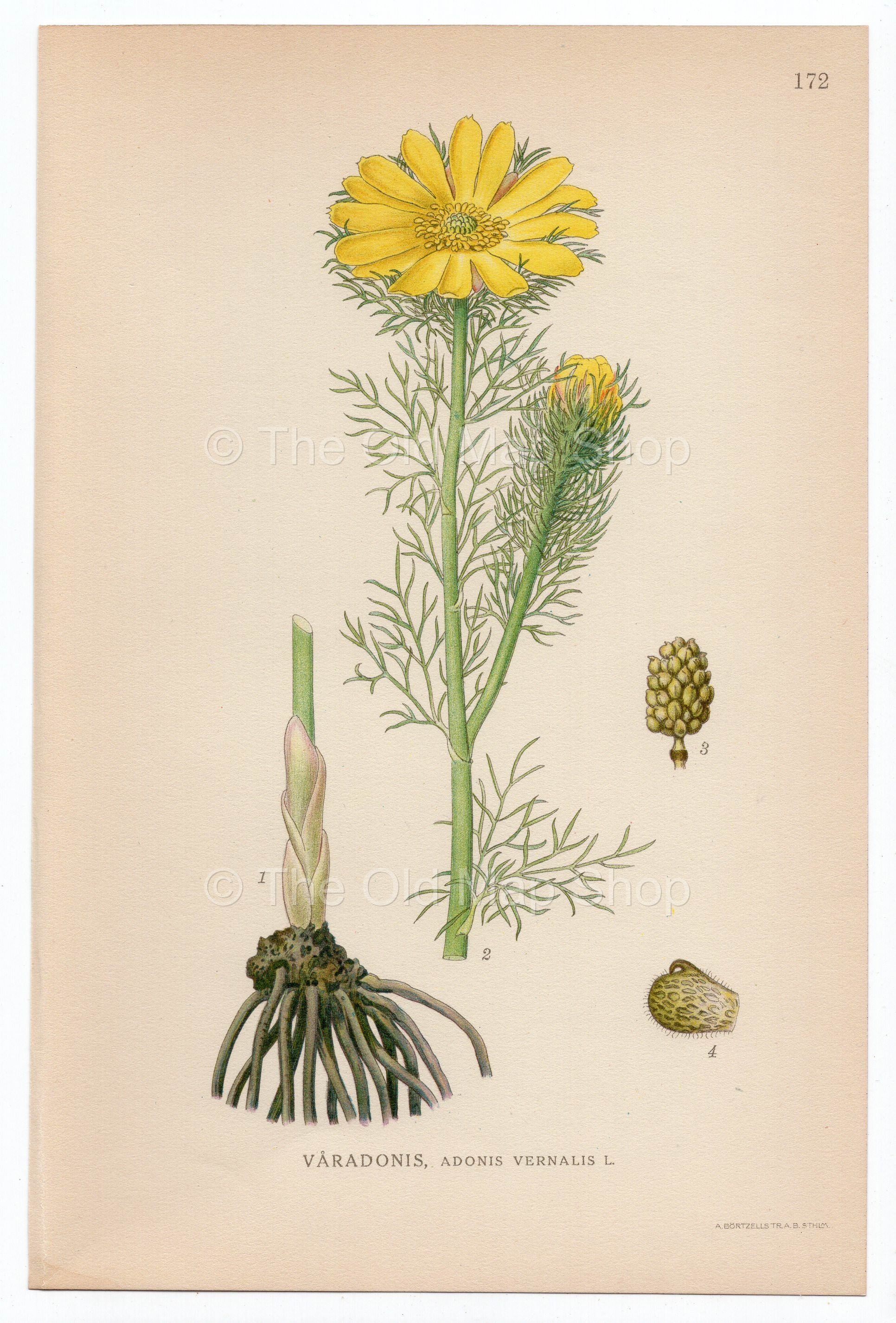1926 Pheasant's Eye, False Hellebore (Adonis vernalis) Lindman antique botanical print, plate 172