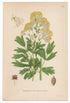 1926 Common Meadow-rue, Yellow Meadow-rue (Thalictrum flavum) Lindman antique botanical print, plate 173