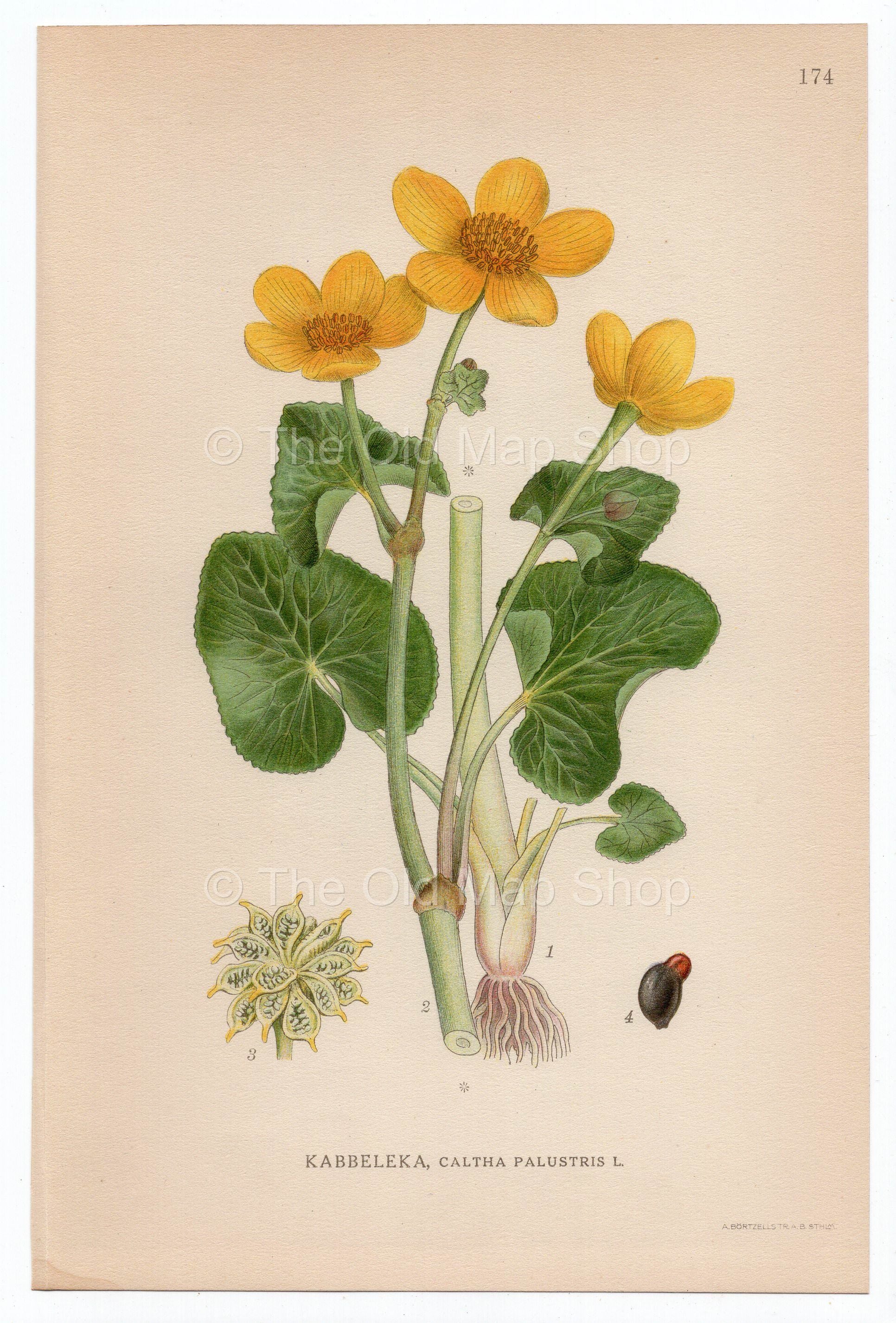 1926 Marsh-marigold, Kingcup (Caltha palustris) Lindman antique botanical print, plate 174