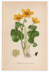 1926 Marsh-marigold, Kingcup (Caltha palustris) Lindman antique botanical print, plate 174