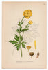 1926 Globeflower (Trollius europaeus) Lindman antique botanical print, plate 175