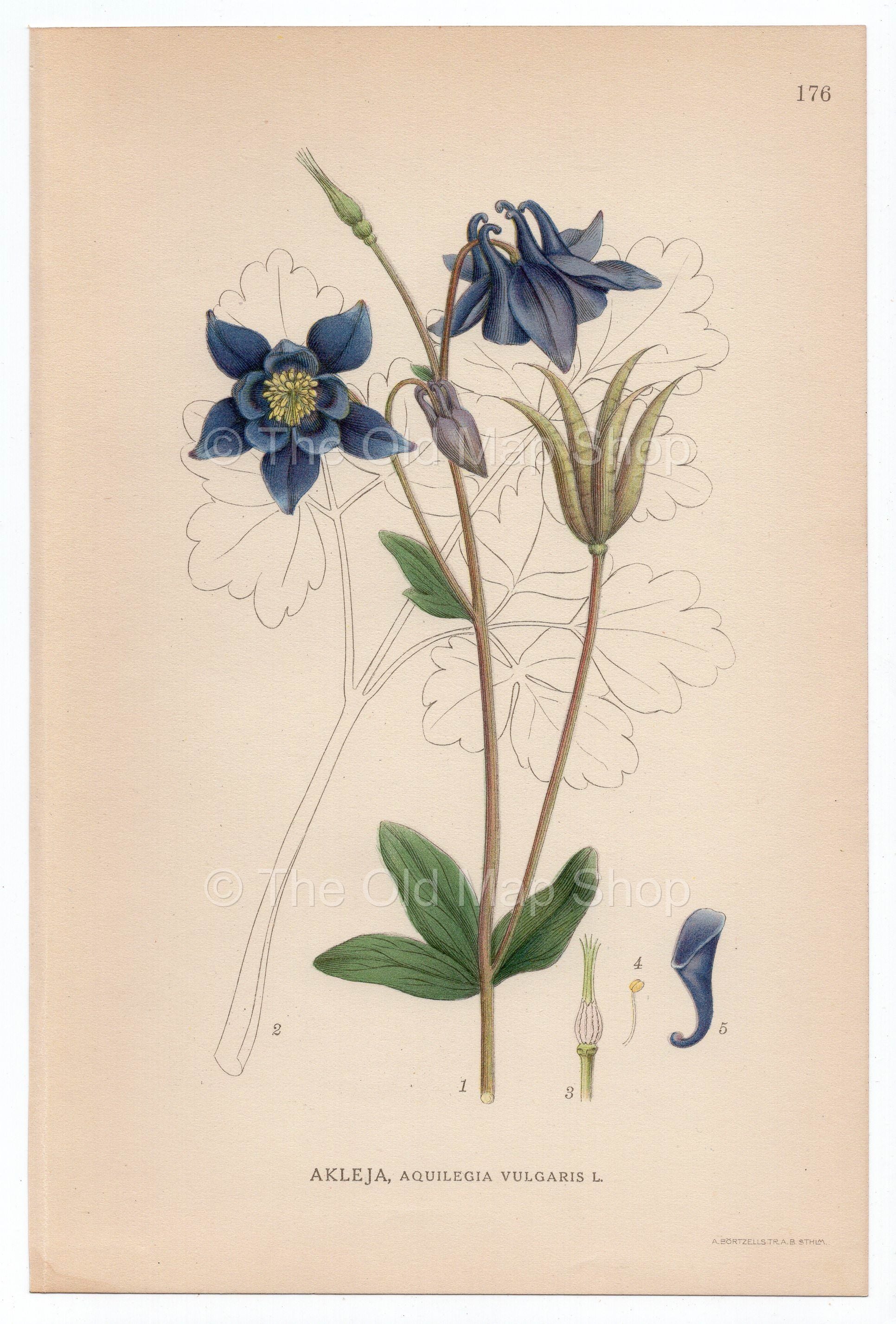 1926 European Columbine, Granny's Nightcap (Aquilegia Vulgaris) Lindman antique botanical print, plate 176