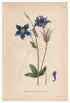 1926 European Columbine, Granny's Nightcap (Aquilegia Vulgaris) Lindman antique botanical print, plate 176